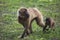 Gelada Baboons Theropithecus gelada - portrait. Monkey, Africa.