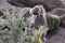 Gelada bamonkey in rugged landscape natural surroundings