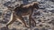 Gelada Carrying Her Baby