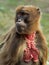 Gelada monkey female