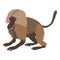Gelada monkey icon, cartoon style