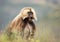 Gelada monkey in Simien mountains national park