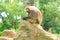 Gelada monkey sitting on rock