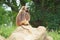 Gelada monkey sitting on rock