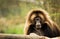 Gelada monkey sitting at the trunk and looking forward