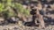 Gelada Sitting on Ground