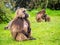 Gelada Theropithecus gelada monkeys in Semien Mountains, Ethio