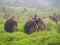 Gelada Theropithecus gelada monkeys in Semien Mountains, Ethio