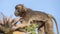 Gelada on Top of Tree