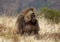 Geladas endemic monkeys living in the mountains of Ethiopia