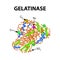 Gelatinase is a molecular chemical formula. Enzyme of the stomach. Infographics. Vector illustration on isolated background