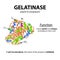 Gelatinase is a molecular chemical formula. Functions. Enzyme of the stomach. Infographics. Vector illustration