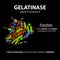 Gelatinase is a molecular chemical formula. Functions. Enzyme of the stomach. Infographics. Vector illustration