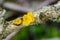 Gelatinous Yellow brain on branch