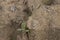 Gelbbauchunke (Bombina variegata
