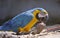 Gelbbrustara macaw eating pine cone