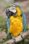 Gelbbrustara macaw on perch