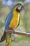 Gelbbrustara macaw on perch