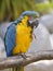 Gelbbrustara macaw on perch