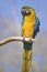 Gelbbrustara macaw on perch