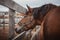 Gelding horse with blue eyes in halter in paddock near fence in daytime in autumn