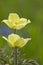 Gele alpenanemoon, Pulsatilla alpina subsp. apiifolia