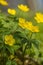 Gele anemoon Yellow Anemon, Anemone ranunculoides