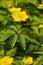 Gele anemoon Yellow Anemon, Anemone ranunculoides