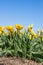 Gele dichte en open tulpen in het veld