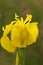 Gele lis, Yellow iris , Iris pseudacorus