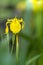 Gele lis, Yellow iris , Iris pseudacorus