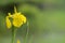Gele lis, Yellow iris , Iris pseudacorus