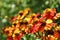 Gelenium - high autumn flowers, bloom orange flowers.