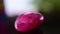 Gem and jewelry red ruby large lump that is rare, expensive