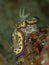 Gem sea slug, Goniobranchus geminus.  Scuba diving in North Sulawesi, Indonesia