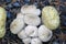 Gem-Studded Puffball Lycoperdon perlatum close up