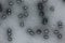 Geminated twin begomovirus particles under transmission electron microscopy