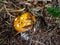 Gemmed amanita yellow mushroom with white warts