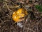 Gemmed amanita yellow mushroom with white warts