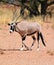 Gemsbock or gemsbuck Oryx gazella Namib-Naukluft National Park