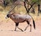 Gemsbock or gemsbuck Oryx gazella Namib-Naukluft National Park