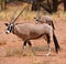 Gemsbock or gemsbuck Oryx gazella Namib-Naukluft National Park