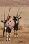 Gemsbok 2