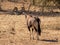 Gemsbok