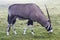 Gemsbok