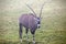 Gemsbok