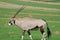 Gemsbok African Antelope