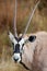 Gemsbok African Antelope