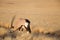 Gemsbok Antelope