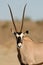 Gemsbok antelope